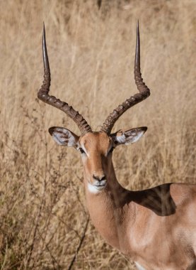 Yetişkin bir erkek Impala Namibya 'ya bakıyor.