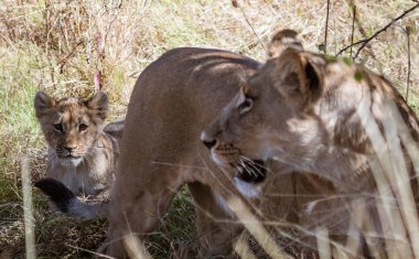Anne aslan yavrusunu Botswana'da düzgün takip kontrol etmek için döner