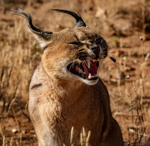 Caracal cat opens his mouth and snarls