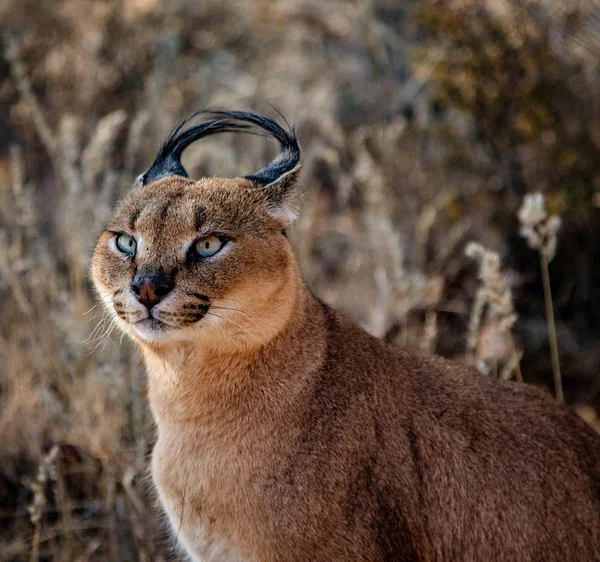 Caracal cat scans his surroundings for food