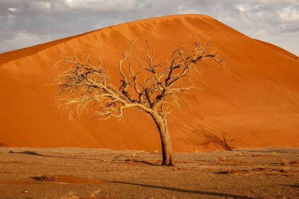 Dormant tree sits under a giant sand dune in the Winter in Namibia