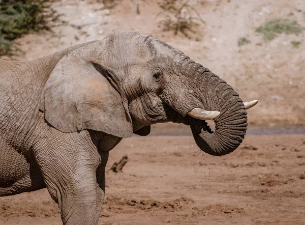 Крупный План Слона Стоящего Краю Воды Время Питья — стоковое фото