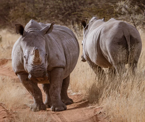 两只白色犀牛站在一起在纳米比亚的土路一侧 — 图库照片