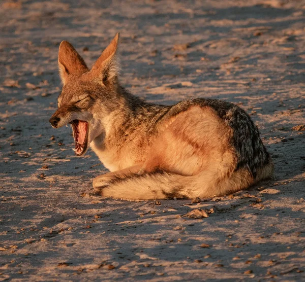 Chacal Senta Areia Bocejando Namíbia — Fotografia de Stock