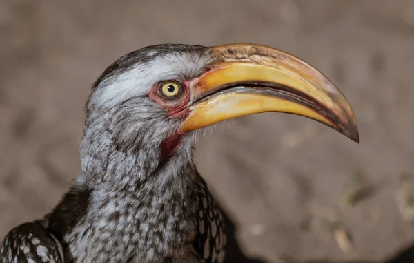 Szczelnie Góry Głowy Żółty Hornbill Rozliczane Namibii — Zdjęcie stockowe