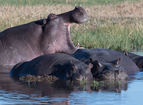 Een Nijlpaard Gaapt Macht Tonen Andere Uitgestrekt Nijlpaarden Botswana — Stockfoto