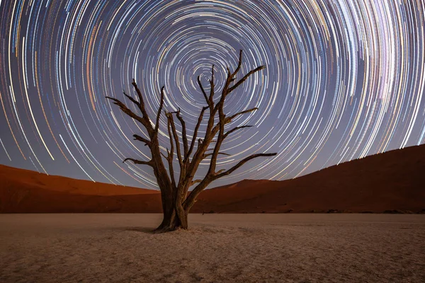 Star trails circle over a camelthorn tree in Deadvlie, Namibia