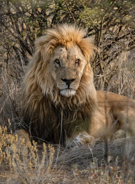 León Macho Adulto Yace Corta Hierba Seca Botswana —  Fotos de Stock