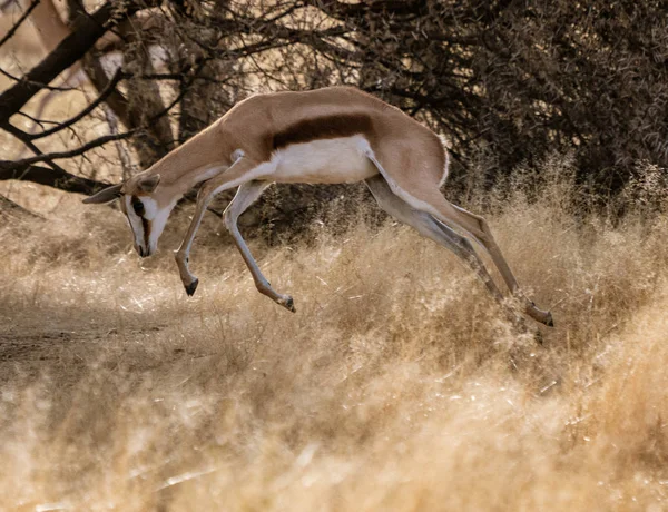 Springbok Biegnie Przez Krótki Suchej Trawy Wyświetlono Jak Gots Jego — Zdjęcie stockowe