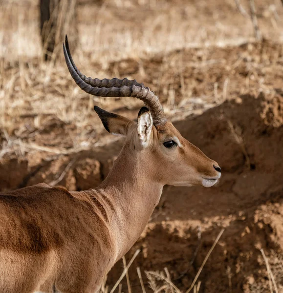 Impala Maschio Adulto Guarda Intorno Namibia — Foto Stock