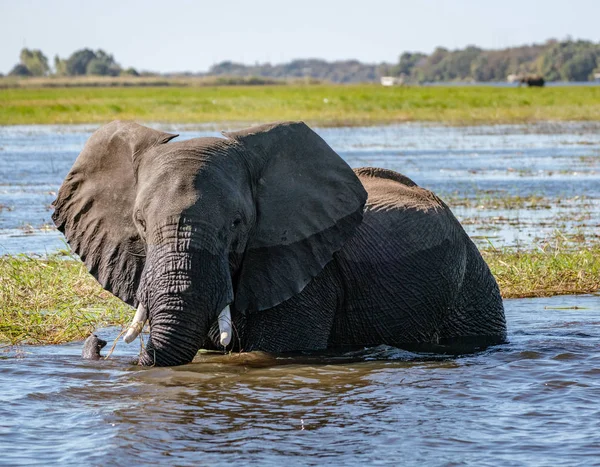 博茨瓦纳饮酒时成年大象站在河边 — 图库照片