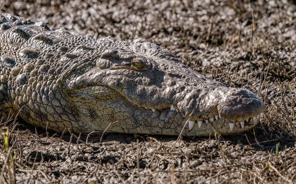 Închiderea Capului Unui Crocodil Așezat Malul Unui Râu Din Namibia — Fotografie, imagine de stoc