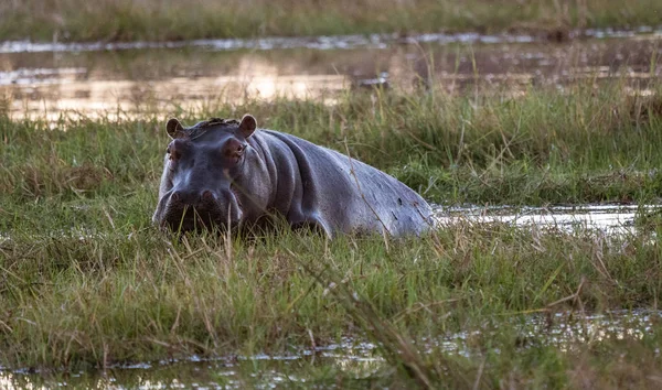 Een Nijlpaard Kijkt Naar Fotograaf Als Neemt Een Pauze Van — Stockfoto