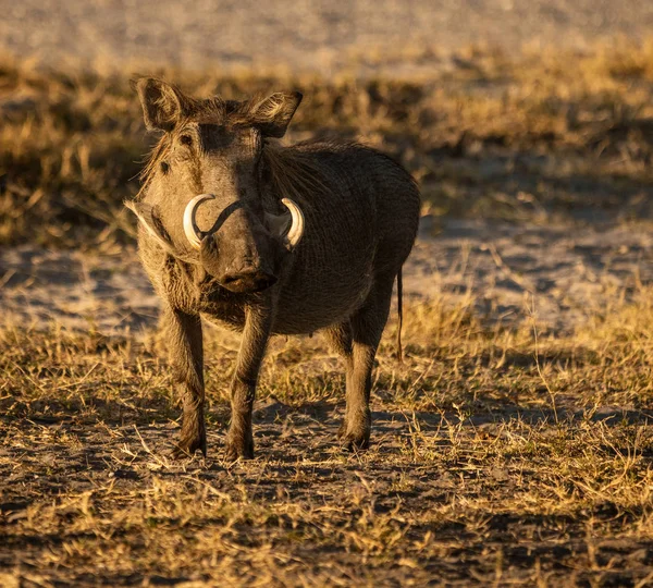 一个单一的野猪看着在博茨瓦纳的摄影师 — 图库照片