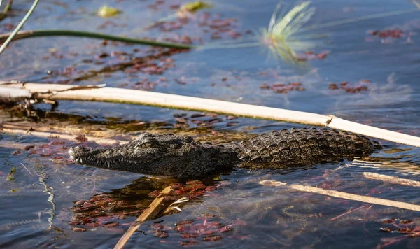 Ένας Κροκόδειλος Prowls Ποτάμι Αναζήτηση Τροφής Στην Μποτσουάνα — Φωτογραφία Αρχείου