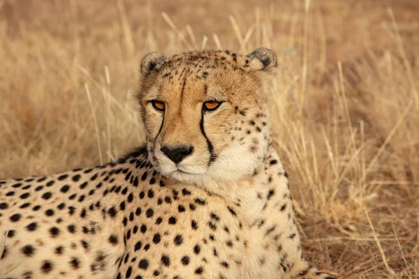 Ausgewachsener Gepard Legt Sich Namibia Trockenes Gras — Stockfoto