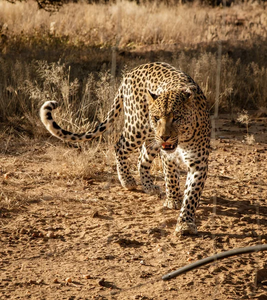 Leopard Går Långsamt Över Öknen Skrubb Namibia — Stockfoto