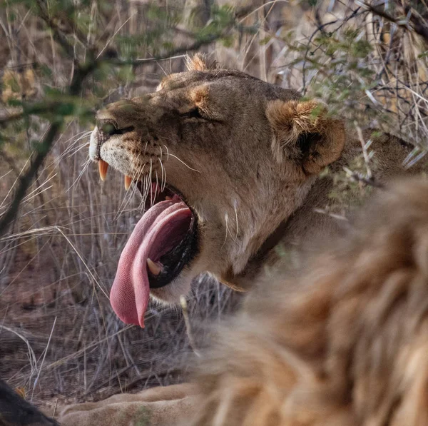 Adult Female Lion Yawns Wide Botswana — Stock Photo, Image