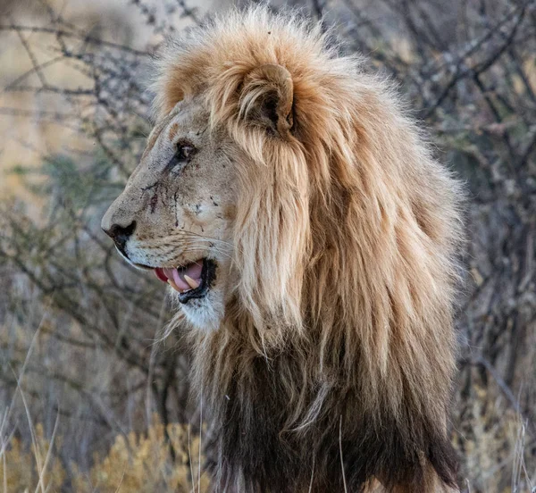 León Macho Adulto Está Parado Hierba Seca Corta Botswana —  Fotos de Stock