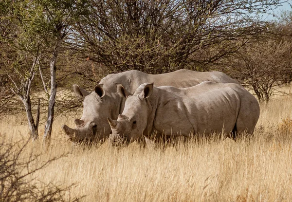 Doi Rinoceri Albi Stau Împreună Iarbă Uscată Scurtă Namibia — Fotografie, imagine de stoc