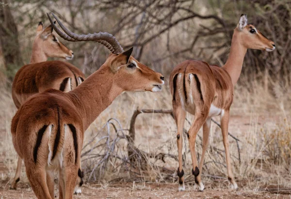 Impala Maschio Controlla Suo Harem Femmine Namibia — Foto Stock