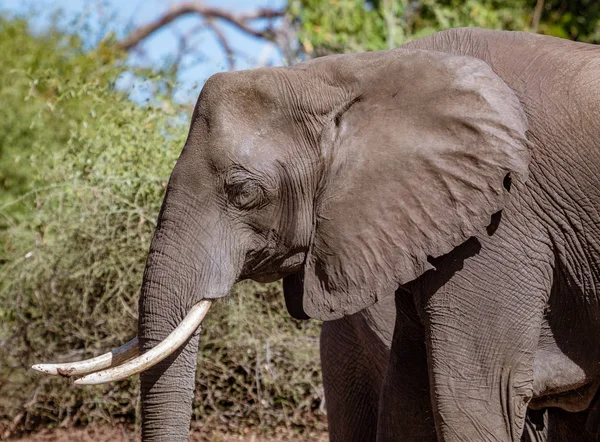 Profile of adult male elephant in Botswana