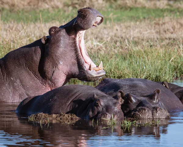 一个河马打哈欠 以显示权力超过其他匍匐河马在博茨瓦纳 — 图库照片