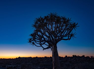 Quivertrees Namibya çöllerine özgüdür.