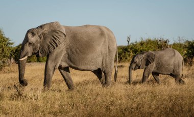 Filler ailesinin nehir kenarı boyunca yürür