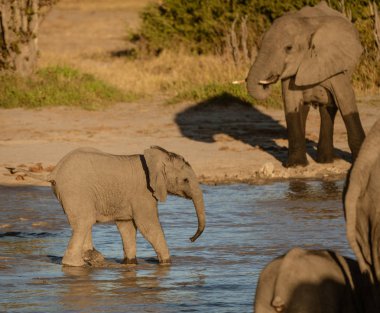 Bebek fil bir sulama delik Botswana'da grubunda geri kalanı doğru yürüyor