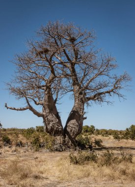 Baobab ağaçları Botsvana çöl yalnız standı