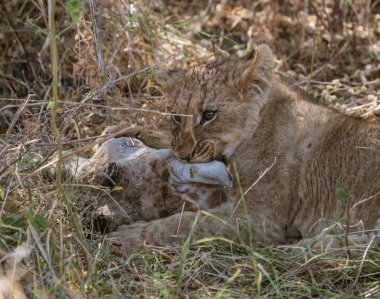 Aslan yavruları Botswana 'da anneleri tarafından öldürülen bir zürafayı yemeye çalışırlar.