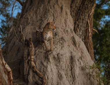 Bir leopar, Botswana 'da avını ararken kısmen bir baobab ağacına tırmanır.