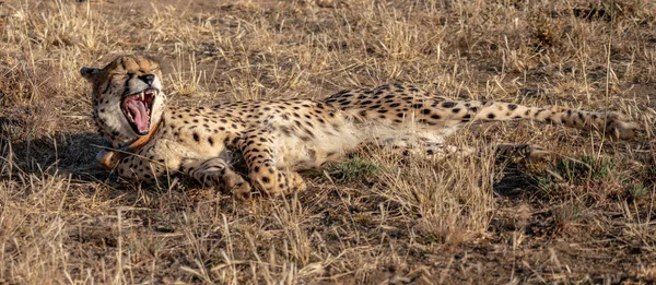 Volwassen Cheeta Geeuwt Terwijl Namibië Ligt — Stockfoto