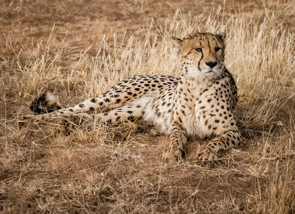 Cheetah Adulto Encontra Grama Seca Namíbia — Fotografia de Stock