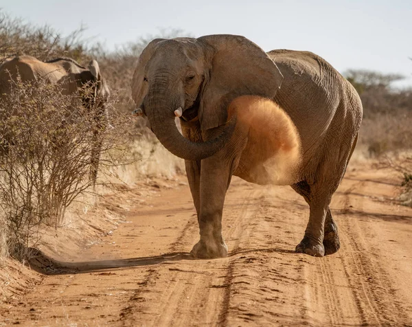 Éléphant Jette Saleté Sur Son Dos Afin Contrecarrer Les Parasites — Photo