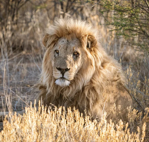 Ενηλίκων Αρσενικό Λιοντάρι Ξαπλώνει Στο Σύντομο Ξηρό Γρασίδι Της Μποτσουάνα — Φωτογραφία Αρχείου