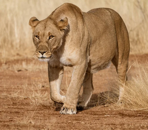 Mujer León Camina Través Sapo Tierra Botswana —  Fotos de Stock