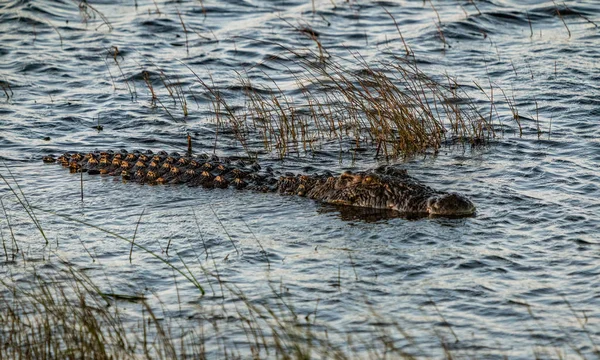 Crocodilo Ronda Rio Busca Comida Botsuana — Fotografia de Stock
