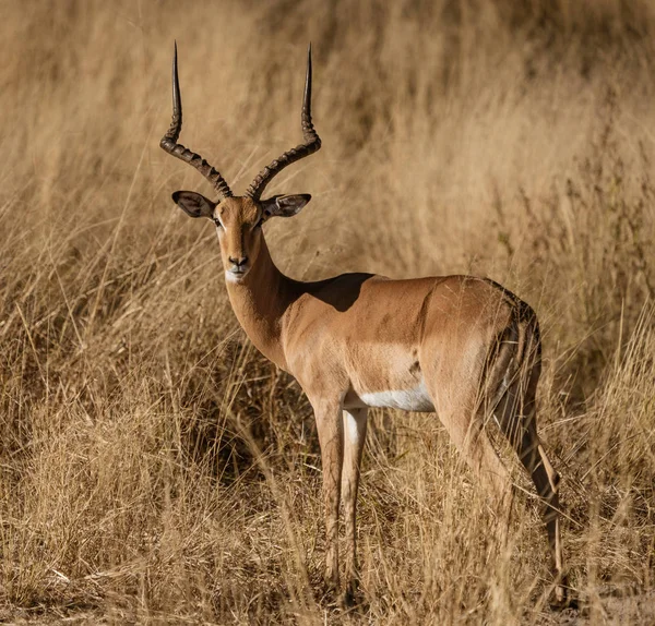 Vuxen Manlig Impala Ser Sig Omkring Namibia — Stockfoto