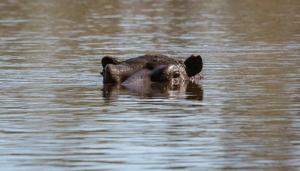 Hippopotame Peut Peine Être Avec Seulement Ses Yeux Ses Oreilles — Photo