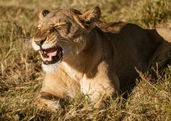 Adult Female Lions Lies Constantly Scans Horizon Food Threats Botswana — Stock Photo, Image