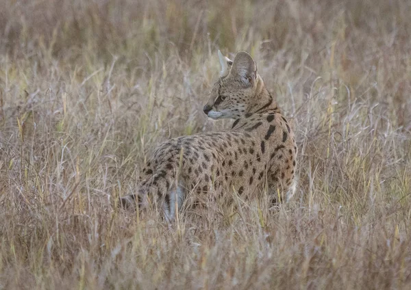 Sevale Cat Briefly Looks Behing Him While Stalking Short Dry — Stock Photo, Image