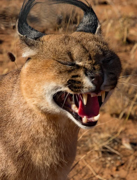 Caracal Cat Opens His Mouth Snarls — Stock Photo, Image