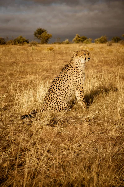 Cheetah Adulto Sienta Escanea Sus Alrededores Namibia — Foto de Stock