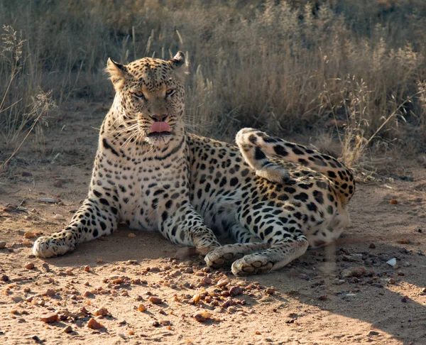 在纳米比亚 豹子躺在泥土里 — 图库照片