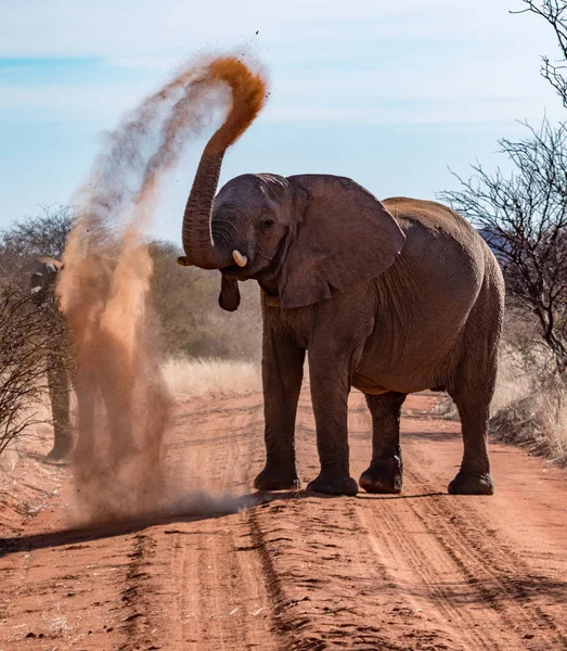 Elefante Lanza Suciedad Espalda Con Fin Frustrar Los Parásitos — Foto de Stock