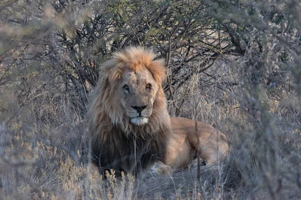 Vuxna Manliga Lejon Ligger Ner Det Korta Torra Gräset Botswana — Stockfoto