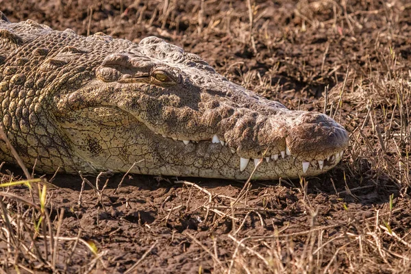 Închiderea Capului Unui Crocodil Așezat Malul Unui Râu Din Namibia — Fotografie, imagine de stoc