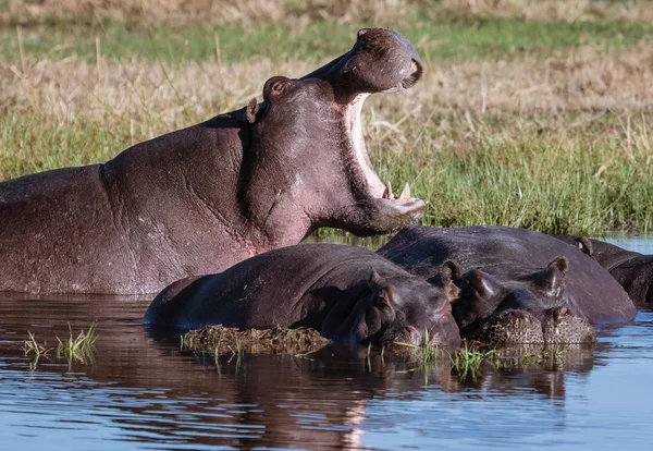 Een Nijlpaard Gaapt Macht Tonen Andere Uitgestrekt Nijlpaarden Botswana — Stockfoto
